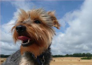 Sunshine Days and Dog Walks